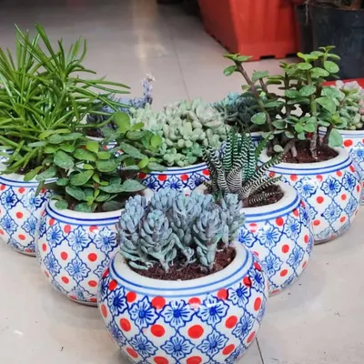An assortment of low-maintenance succulents and jade plants potted in stylish blue and red ceramic planters. These are a popular choice for bulk corporate orders and event return gifts.