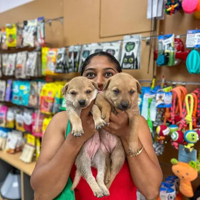 I was so happy to host this adoption drive with South Bengaluru Cares. Seeing these adorable puppies and knowing we are helping them find loving homes is the reason I started this store. Please consider adopting a beedhi naayi.