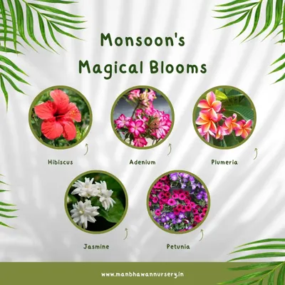 Welcome the monsoon with these magical blooms. Our collection includes vibrant Hibiscus, delicate Adenium, fragrant Plumeria, classic Jasmine, and cheerful Petunias that all thrive during the rainy season.