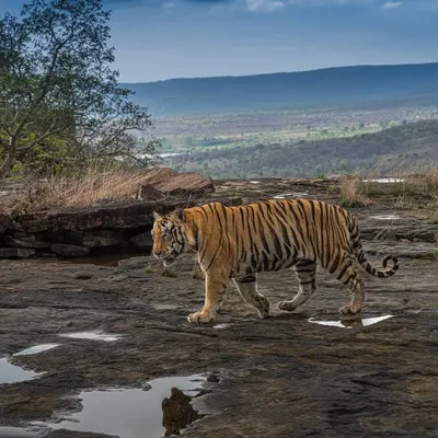 This is more than a portrait; it's history in motion. The iconic Tiger P243 walking across the Panna plateau. I composed this wide to include the vast landscape, telling a story of a king in his kingdom.