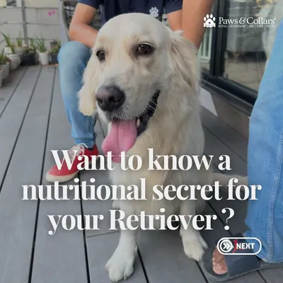 This is the story of Eve, a Golden Retriever who struggled with food sensitivities and weight gain. Her journey, shown in the following images, highlights how a switch to the right diet with our guidance transformed her health and happiness.