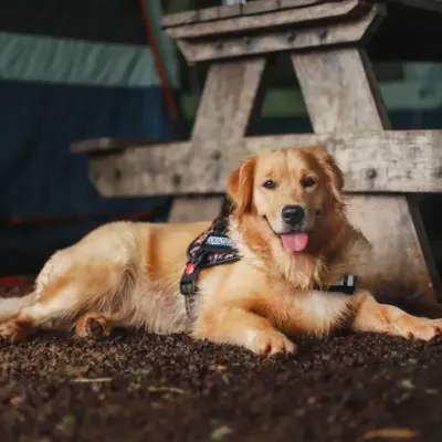 This handsome Golden Retriever is enjoying a moment of rest during a fun day at dog camp. I love capturing these quiet, relaxed portraits that show a pet's calm and gentle nature.