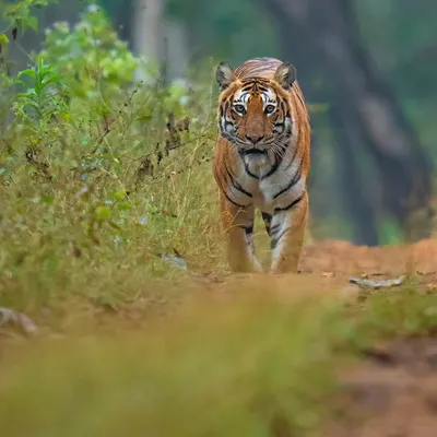 We waited for the tigress Sundari at a specific bend in Bandipur, a calculated move based on years of tracking. As she walked towards us, her form rising with the road, we got the perfect eye-level shot. This is how strategic positioning transforms a good sighting into a great photograph.