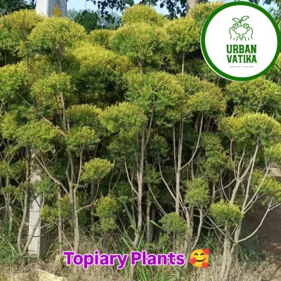 Beautiful Topiary plants, sculpted into ball shapes, ready at my nursery. These add a formal, elegant touch to any landscape design.