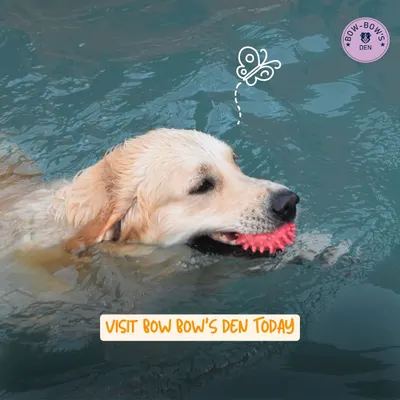 This happy swimmer is enjoying a game of fetch in the water. Our pool is filled with toys to keep your dog engaged and active during their session.