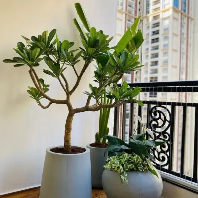 This stylish corner features a pet-safe plant arrangement, including a Plumeria tree, in modern grey planters that complement the wooden flooring and high-rise view.