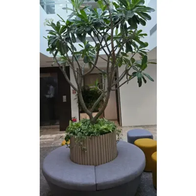 A central feature in an international bank's atrium. We installed a large Plumeria tree within a custom circular planter with integrated seating, creating a natural and collaborative focal point in the workspace.