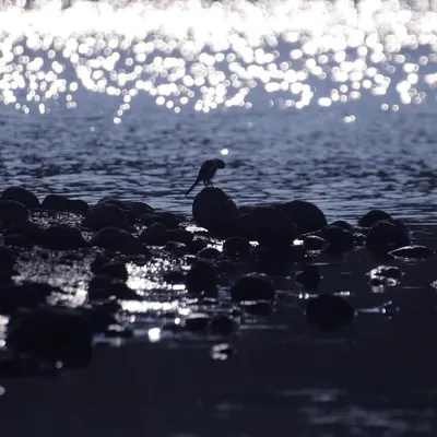 I love experimenting with light. For this shot, I captured the silhouette of a small bird against the sparkling water at sunset, turning a simple scene into a piece of art.