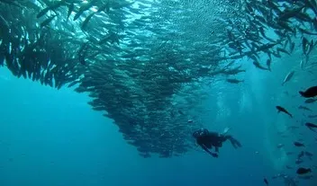 This is the classic Sipadan experience: a diver dwarfed by a massive school of jackfish. We are thrilled to announce our next trip to this incredible location.