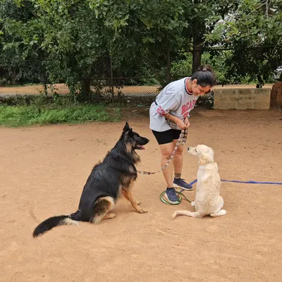 Here is my co-trainer Duggu in action with Ari the puppy. Duggu's calm presence is teaching Ari how to sit politely and remain relaxed, even when close to another dog.