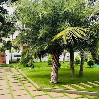 A finished lawn at a large property, featuring mature palm trees and a stone pathway. My service includes selecting appropriate trees that complement the landscape and thrive in the local climate.