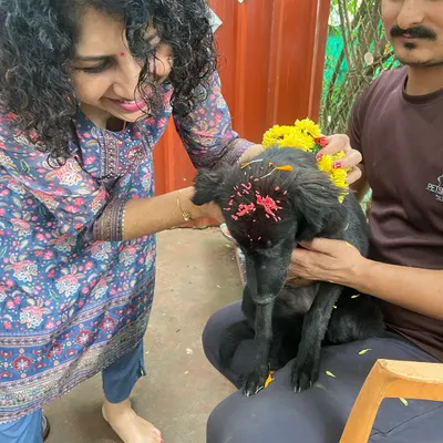 The heart of our Diwali celebration is the special puja for our dogs. This moment of gently applying a tikka shows the deep respect and love we have for every animal in our care.