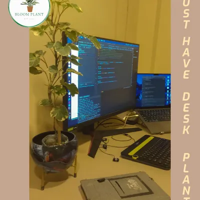 A plant can make long hours at the desk more pleasant. This image shows how a taller plant, like this Ficus, can fit perfectly into a work-from-home or office environment, adding a touch of nature without taking up too much space.