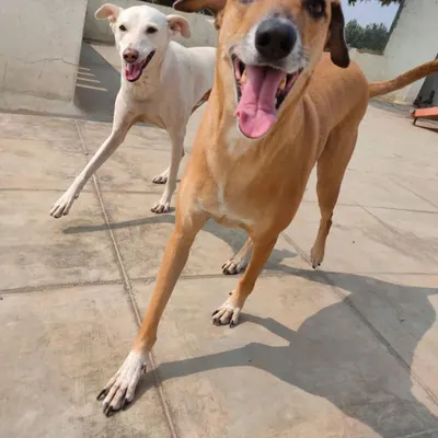 Pure happiness in motion. Our open yard is perfect for dogs who love to run and play together under the watchful eyes of our trained staff.