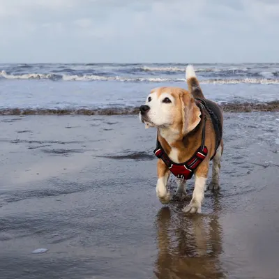Leo, a 12-year-old Beagle, walks gracefully along the shoreline. Despite his age and recent surgery, he owned the beach with a quiet confidence that was truly inspiring to witness and capture.