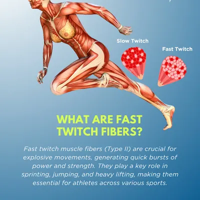 We start with the fundamentals. This infographic defines fast-twitch muscle fibers (Type II) and explains their crucial role in explosive movements like sprinting and jumping, providing a scientific foundation for performance training.