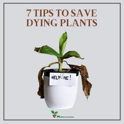 Don't give up on a struggling plant. We believe every plant deserves a chance to thrive. This is a common sight, but with the right care, like adjusting watering and checking for pests, we can often bring them back to life.