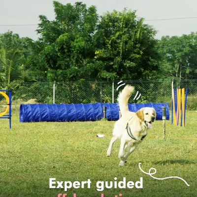 Freedom! A happy Golden Retriever enjoys some expert-guided off-leash time at our summer camp. We provide a large, secure area where dogs can run, play, and socialize safely.