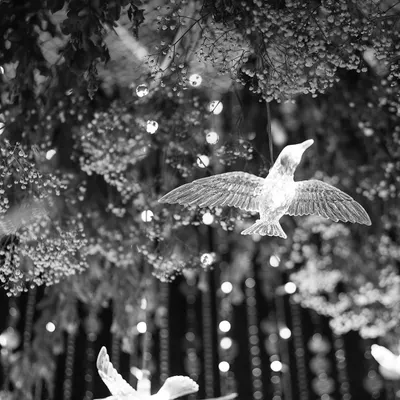 A beautiful black and white shot of our illuminated bird props, creating a sense of motion and magic against a sparkling backdrop.
