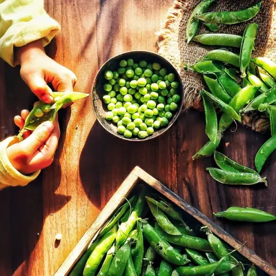 A beautiful flatlay capturing a nostalgic moment of shelling fresh green peas in the winter sun. The hands of my child add a layer of warmth and personal story, celebrating a simple, wholesome activity.