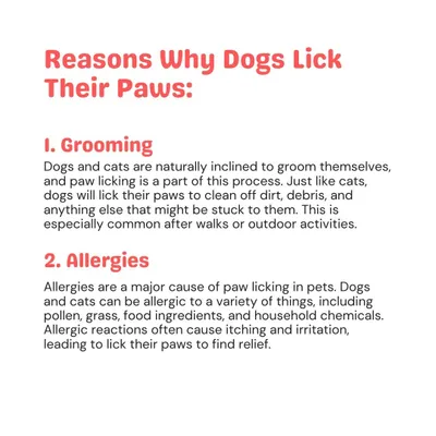 Paw licking can be a normal grooming behavior, but it's often a sign of allergies. Pets can be allergic to pollen, food ingredients, or household chemicals, which cause itching and irritation.