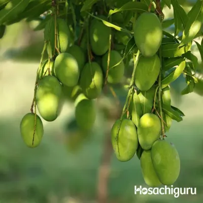 A close-up shot of a branch laden with unripe green mangoes, promising a sweet harvest to come.