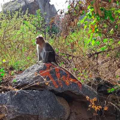 A monkey observing our group from a rock at Nijagal Betta. Wildlife encounters are a frequent and exciting part of our treks.