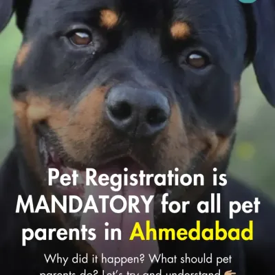 We believe in providing factual, unfiltered news. This post addresses the mandatory pet registration rule in Ahmedabad, explaining why it happened and what pet parents need to do.