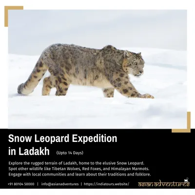 A Snow Leopard navigates a snowy slope in the rugged terrain of Ladakh. Our specialized winter expeditions are led by expert trackers dedicated to finding this magnificent and elusive cat.