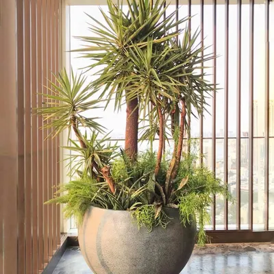 This is our "Contained Maximalism" philosophy in action. A single, giant 4-foot pot becomes a complete garden, filled with a curated bunch of greens that add texture, height, and drama.