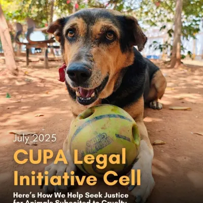 This is the face of my legal initiative. Every month, I work to seek justice for animals subjected to cruelty, providing free legal aid and fighting cases in Bengaluru.
