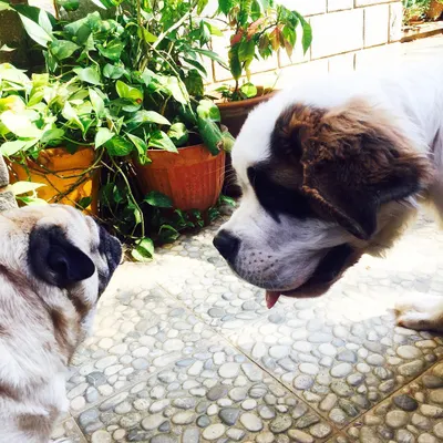 A gentle giant and a little friend. I make sure every meal plan is tailored to the dog, no matter their size or appetite.