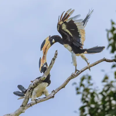 A tender moment as a pair of Malabar Pied Hornbills feed each other. This behavior strengthens their pair bond and is a beautiful sight to witness in places like Wilpattu National Park.