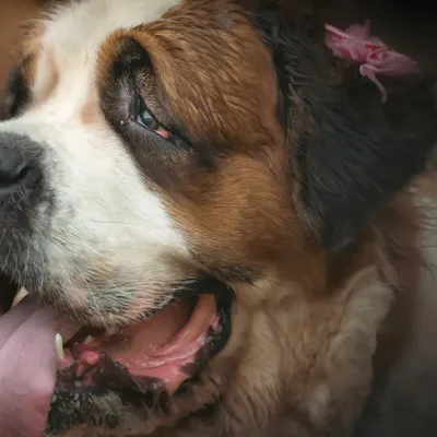 A close-up studio portrait of a beautiful Saint Bernard. The soft lighting highlights the texture of her fur and her gentle, soulful eyes. A little pink flower adds a touch of sweetness.