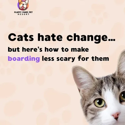 We understand that cats hate change. This is the first in a series of tips on how to make the boarding experience less scary and more comfortable for them.