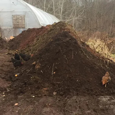 Our chickens are essential to our composting system. Here they are foraging on a large compost windrow in front of our high tunnel, helping to turn and mix the materials naturally.
