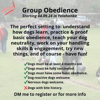 Announcing my new Group Obedience classes in Yelahanka. These sessions are designed to be fun and educational, helping you understand how your dog learns while practicing basic commands in a real-world setting. Nervous or reactive dogs are welcome.