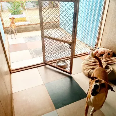 A look inside one of our spacious kennels, complete with a comfy bed and a view of the outdoors. We make sure every dog has a comfortable personal space to relax.