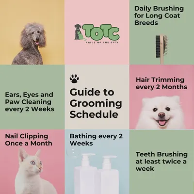 Not sure how often to groom your pet? This simple guide provides a helpful grooming schedule for everything from brushing and bathing to nail clipping and teeth cleaning.