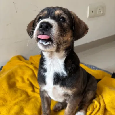 A little milk mustache after a hearty meal. This is Golu, a healthy and happy Indie puppy with a playful personality. He is learning basic commands and is ready for a family to call his own.