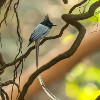The male Indian Paradise Flycatcher in its white morph is a breathtaking sight. I captured this one in Matheran, its long, ribbon-like tail trailing behind it as it perched among the twisting vines.
