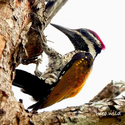 This shot gives a fantastic view of the Malabar Flameback's features. You can see its red crest, speckled face, and the strong claws it uses to cling to tree bark while searching for insects.