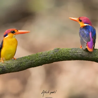 Two Oriental Dwarf Kingfishers on a branch. A perfect frame that speaks of companionship in the wild, just in time for Valentine's Day.