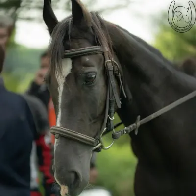 A close-up portrait of one of our beautiful trail horses. You can see the gentle and calm temperament in its eyes, which is why our horses are so loved by beginners and experienced riders alike.