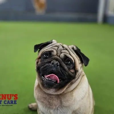This adorable Pug's happy face says it all. We provide a stimulating environment where every dog can feel comfortable and show off their charming personality.