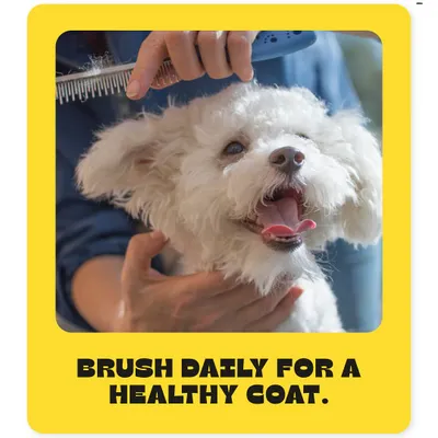 One of the simplest ways to keep your pet's coat healthy is to brush it daily. This helps remove loose fur, prevent matting, and distribute natural oils for a shiny coat.