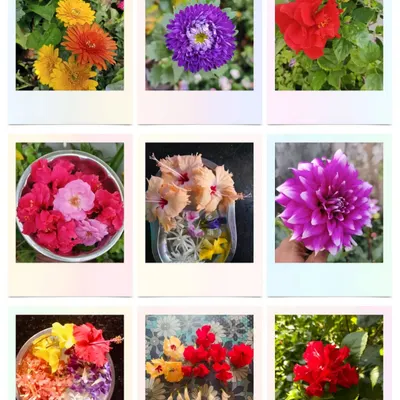 This collage showcases the vibrant flowers grown in gardens under our care. A healthy garden produces beautiful results, and we work hard to make that happen for you.