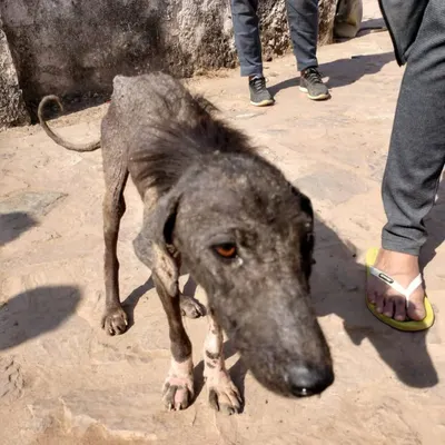 This was Gauri when she was found in Ranthambore, sick and alone. Her journey from this state to a happy, healthy dog in the USA is why I believe every animal deserves a chance.