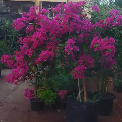 A Bougainvillea in full, glorious bloom. These plants love the sun and reward you with an incredible display of color.