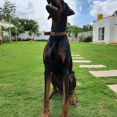 This majestic Doberman is asking "What's up?" while enjoying the sunshine and fresh air in our yard.